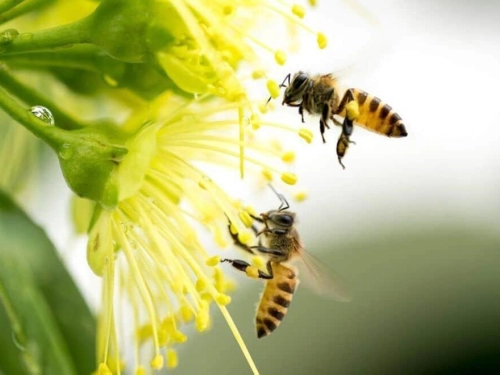 С благодарност към пчелите